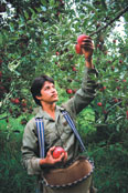 Deciduous Tree Fruit Industry Injury Reduction Team