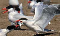 Photo of tern with fish