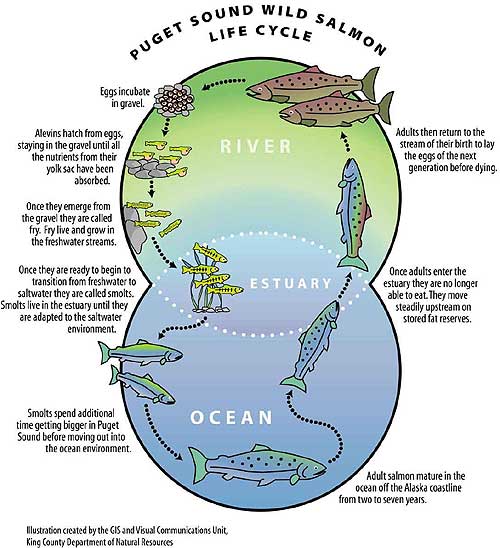 Puget Sound Wild Salmon Life Cycle